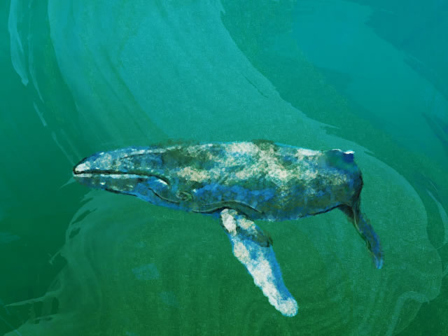 Whale